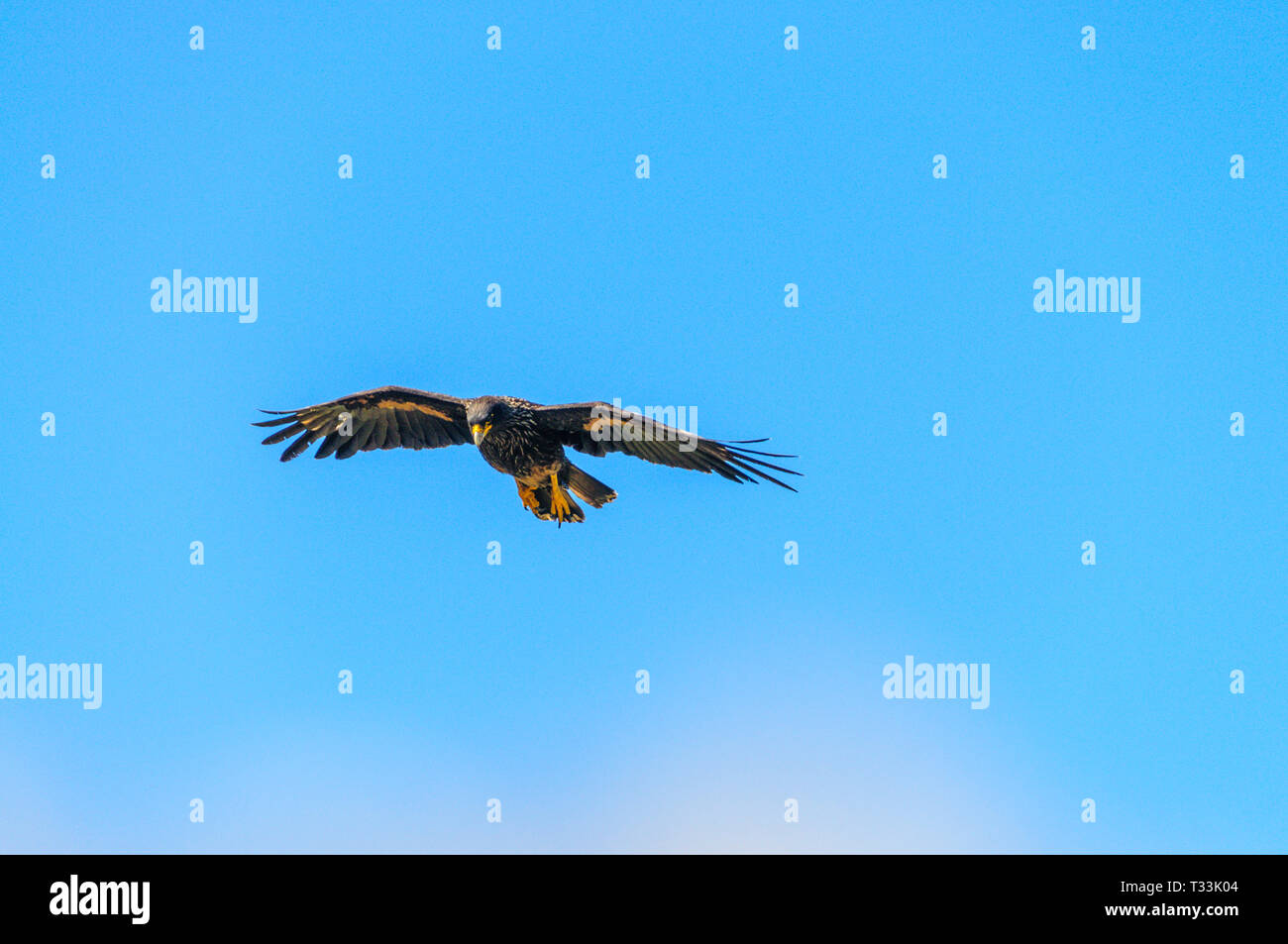 Un Caracara strié - Phalcoboenus australis- en vol sur l'île de Westpoint, le Falkland. Banque D'Images