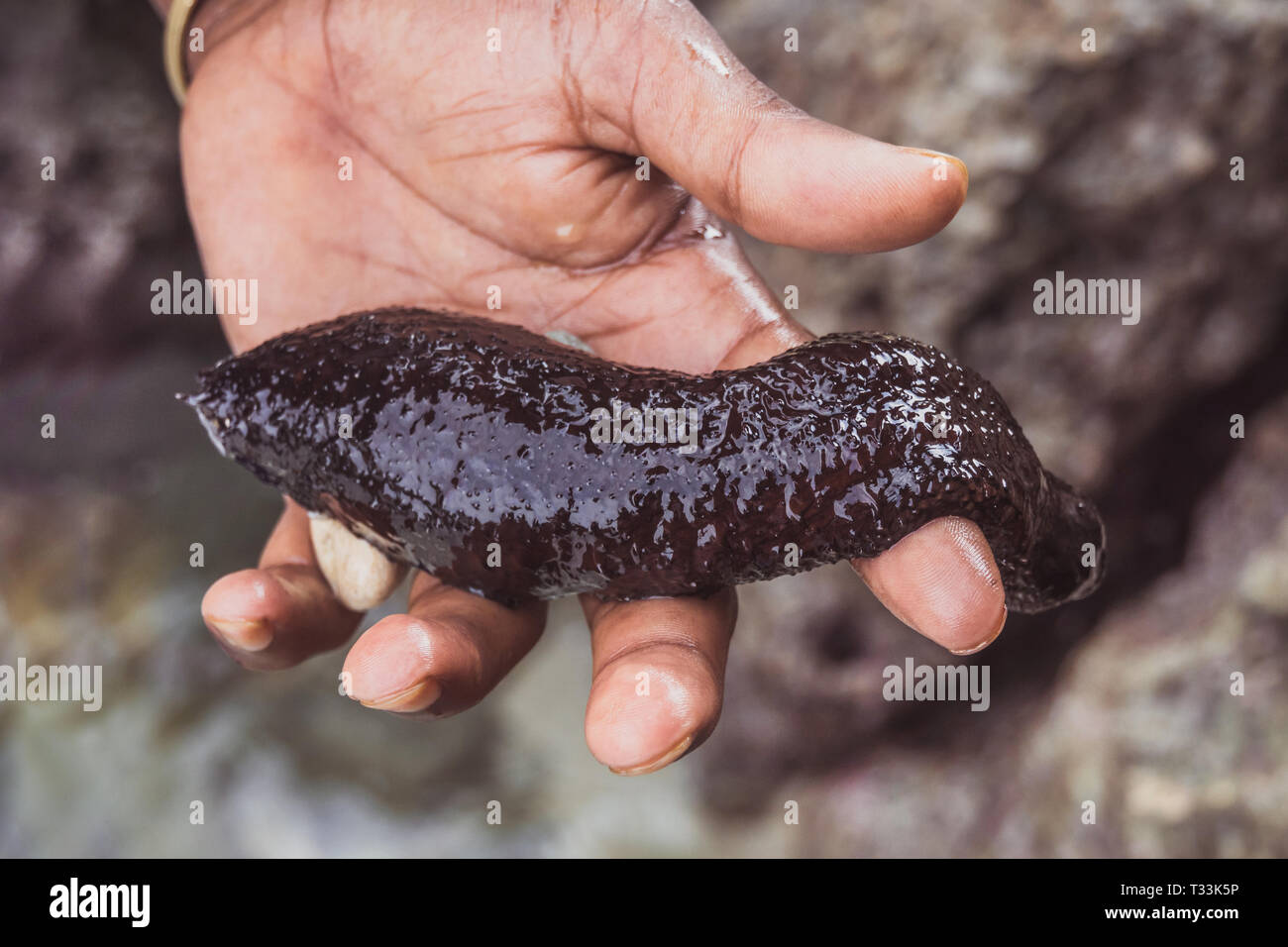 Le concombre de mer à la main. concombre de mer noire. vilaine chose. Banque D'Images