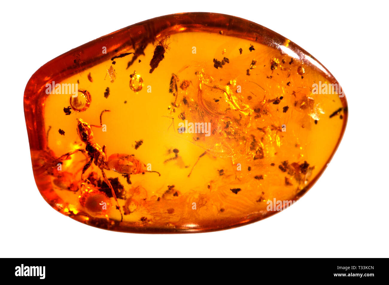 L'ambre baltique en ant préhistorique Banque D'Images