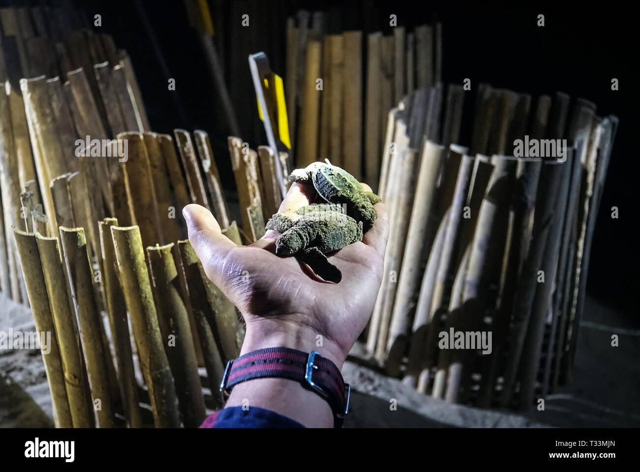 Les œufs de tortues enfouis dans le sable. Les tortues de l'incubateur à l'extérieur. Conservation des espèces de tortues géantes grandes dans les îles Andaman en Inde. Banque D'Images