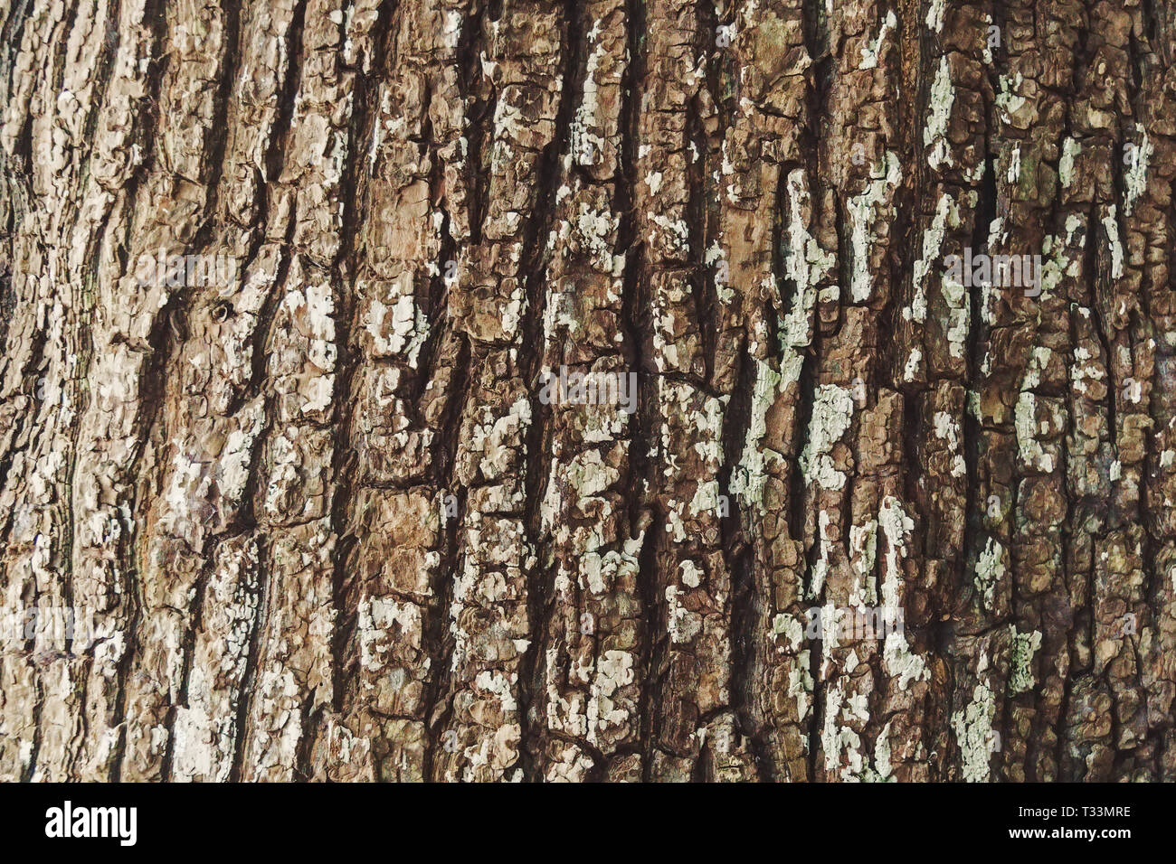 La texture en relief de l'écorce d'un arbre horizontal il. d'écorce d'un chêne. Banque D'Images