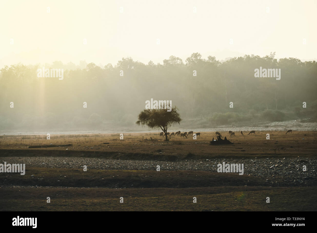 Un troupeau de cerfs dans les arbres dans le magnifique parc national de Rajaji Inde. Convoyeur de repas pour des daims en tchèque forêt. rayons de soleil traversant la rupture Banque D'Images