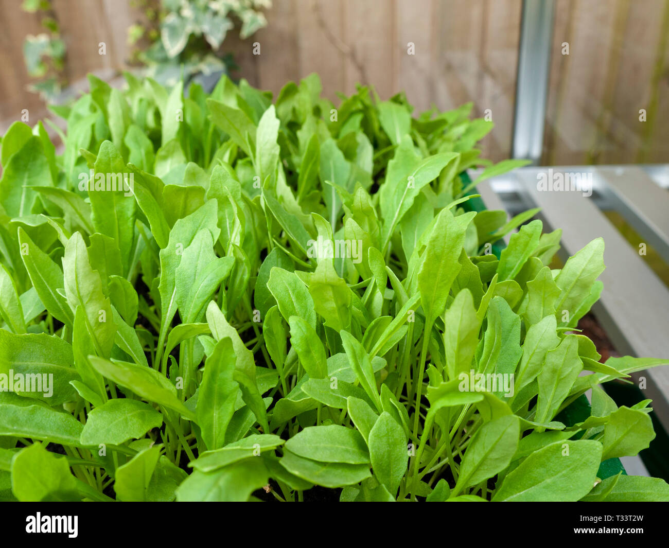 Fusée, ou de roquette (Eruca sativa) ont été cultivés en serre. Banque D'Images