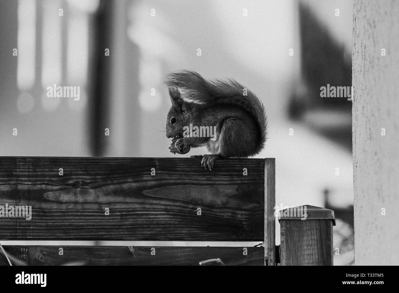 Un écureuil brun noyer européen manger une assise sur un mur de protection de la vue en bois Banque D'Images