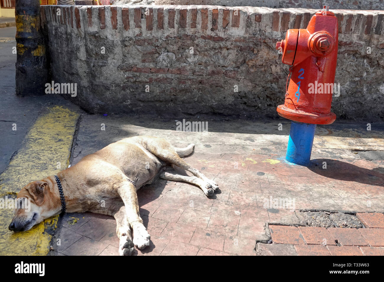 Cartagena Colombie,Centre,Centre,Getsemani,chien dormant par incendie,COL190121050 Banque D'Images