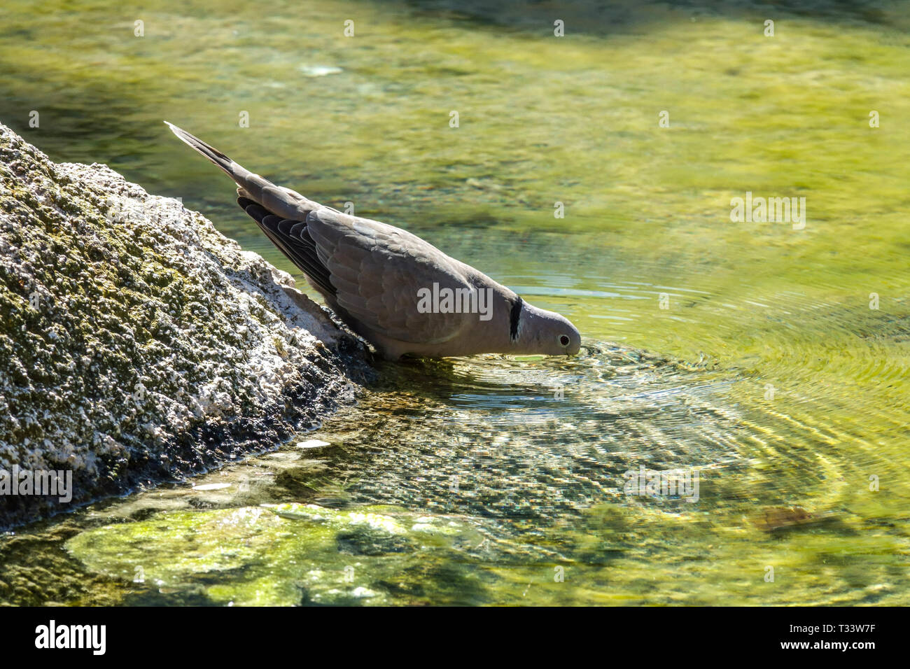 Colombe à col, Streptopelia decaocto, eau potable à la piscine City Bird Valencia Bird Banque D'Images