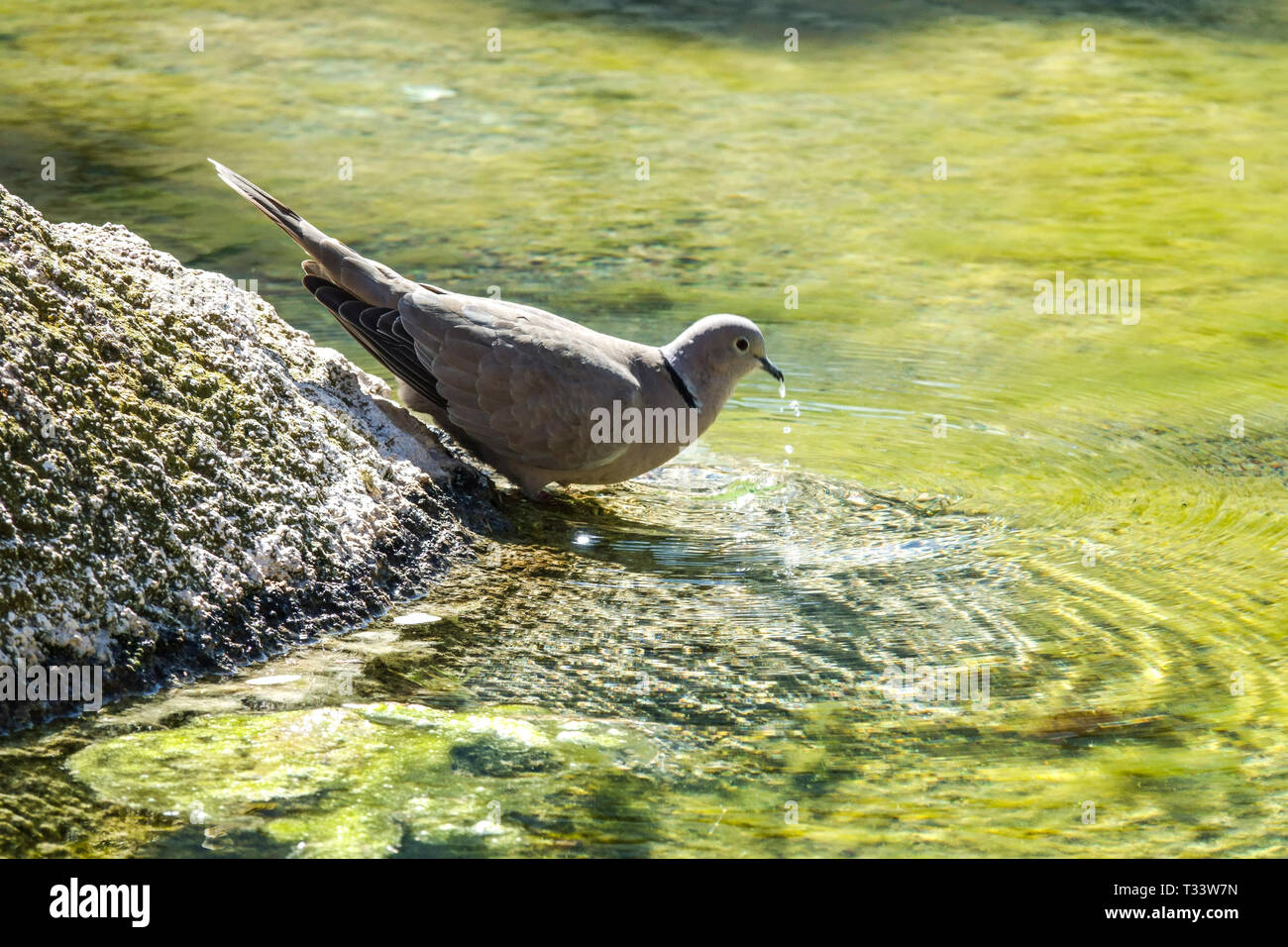 Colombe à col eurasien, Streptopelia decaocto oiseau eau potable à la piscine, oiseaux urbains Banque D'Images