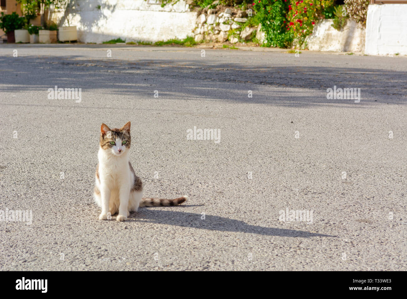 Le Chat Se Trouve Sur La Rue Et Baigne Dans Le Soleil Crete Grece Photo Stock Alamy