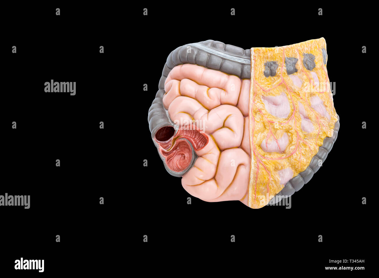 Les droits de l'intestin isolé modèle sur fond noir Banque D'Images