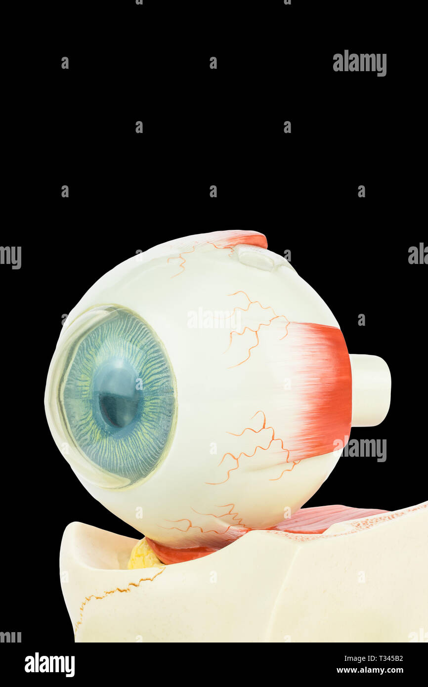 Modèle artificiel de l'œil humain isolé sur fond noir Banque D'Images