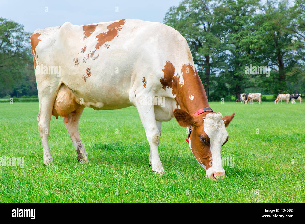 Un lait de vache mange de l'herbe en pâturage vert Banque D'Images