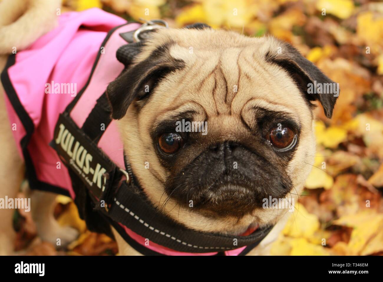 Peu de femmes posant en pug dog manteau rose à motif de feuilles d'automne Banque D'Images