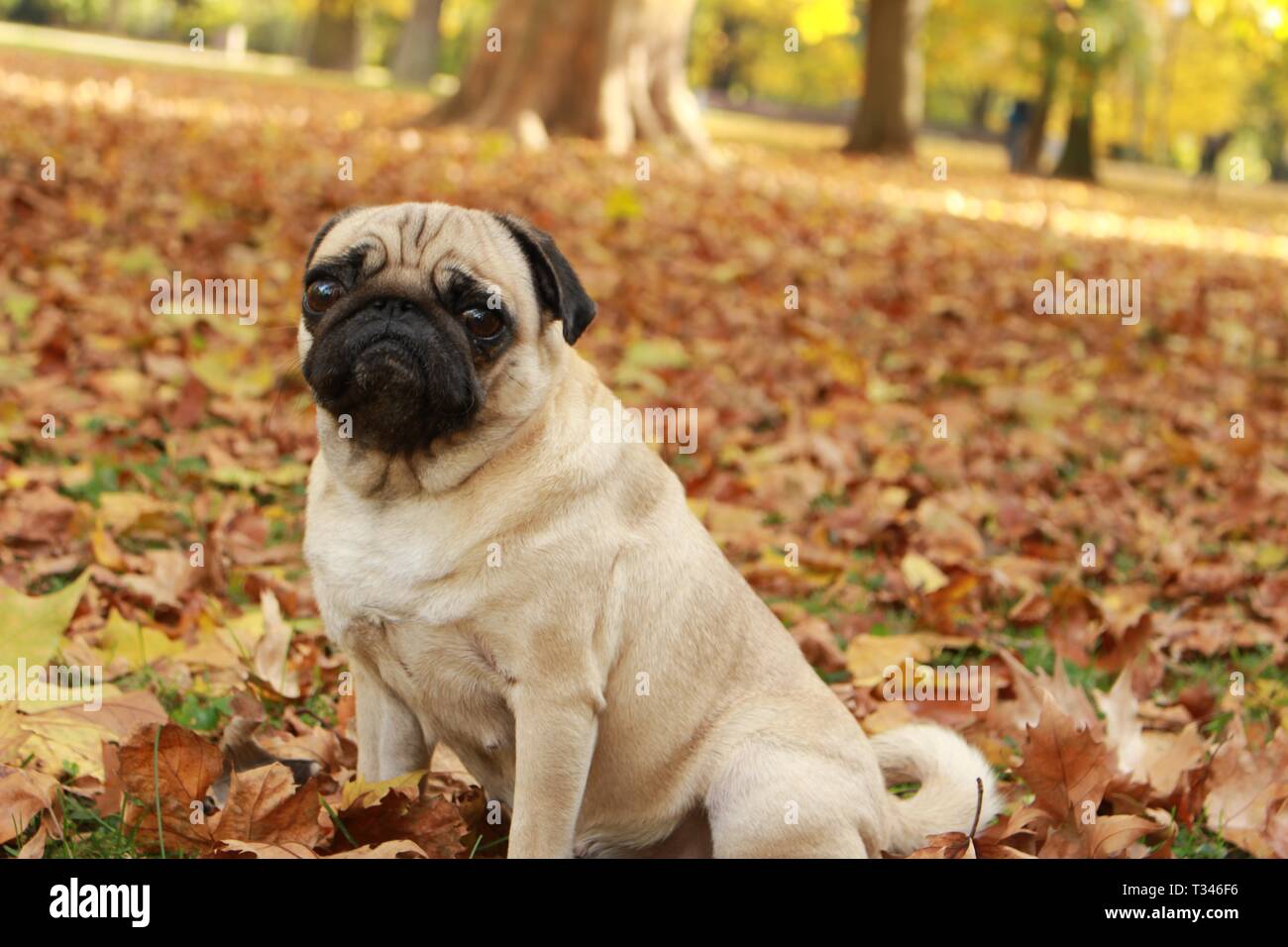 Petit pug femelle jouant dans les feuilles d'automne Banque D'Images