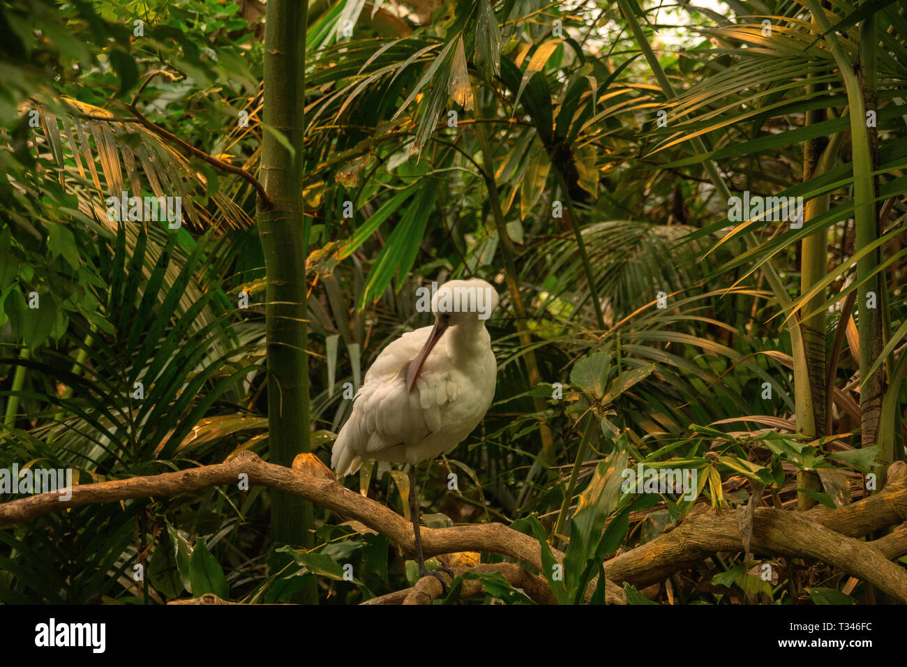 La spatule d'Afrique (Platalea alba) une succursale avec fond vert Banque D'Images