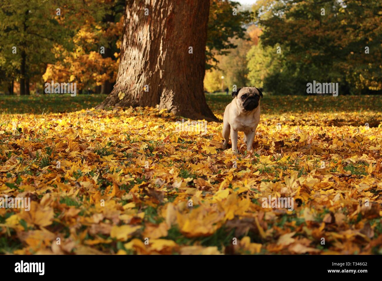 Petit pug femelle jouant dans les feuilles d'automne Banque D'Images