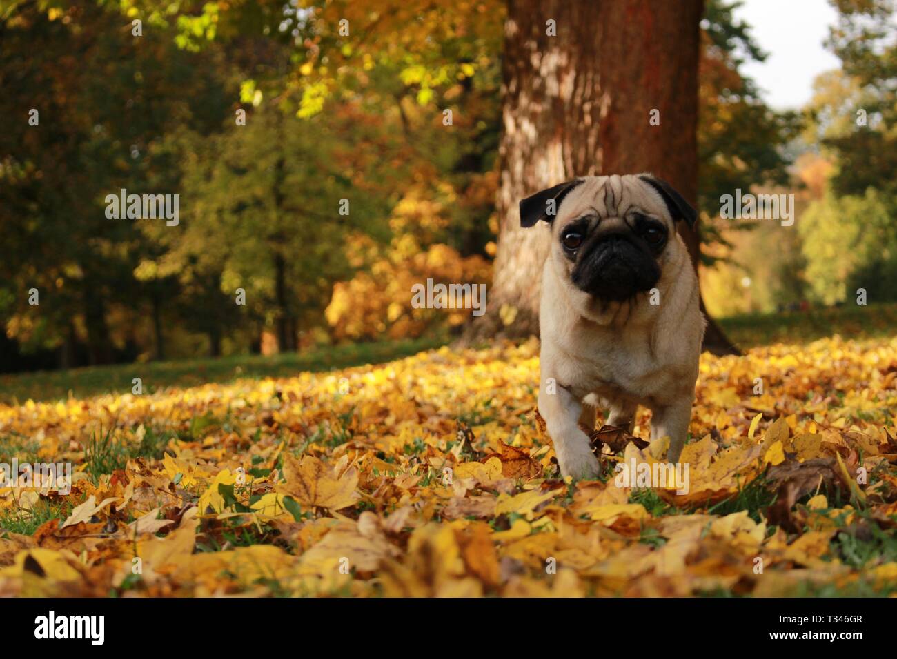 Petit pug femelle jouant dans les feuilles d'automne Banque D'Images
