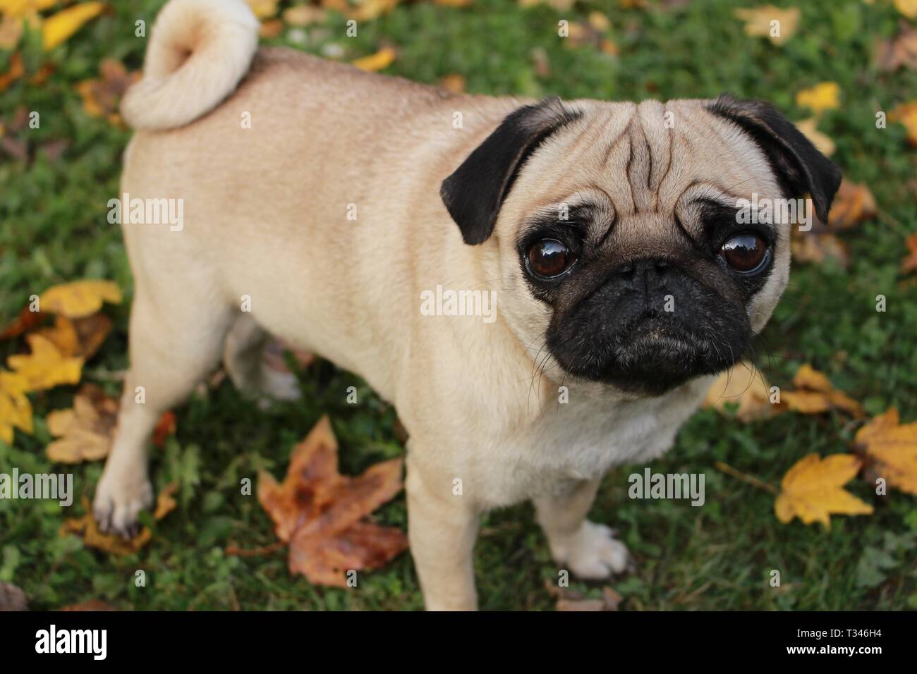 Petit pug femelle jouant dans les feuilles d'automne Banque D'Images
