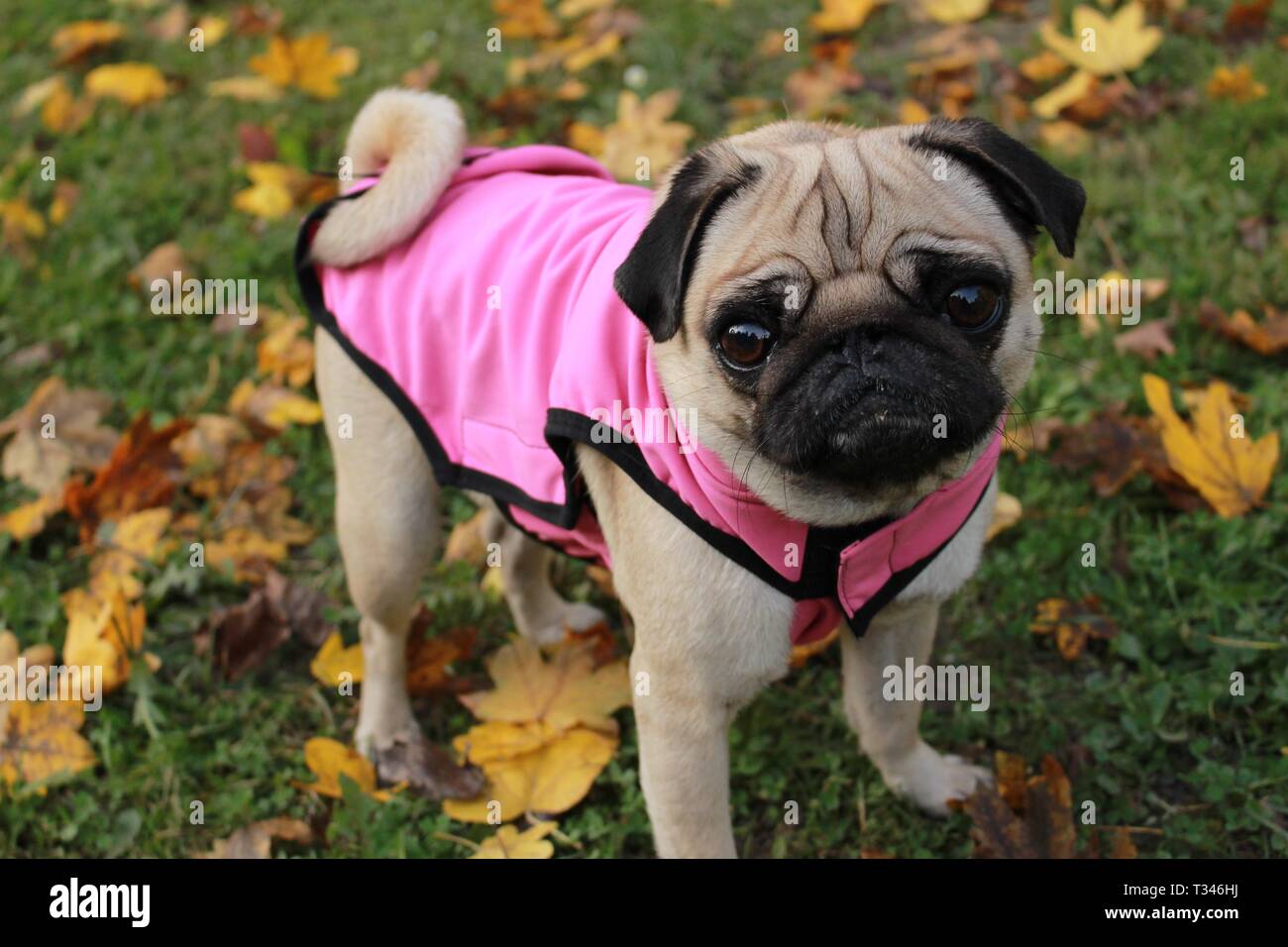 Peu de femmes posant en pug dog manteau rose à motif de feuilles d'automne Banque D'Images