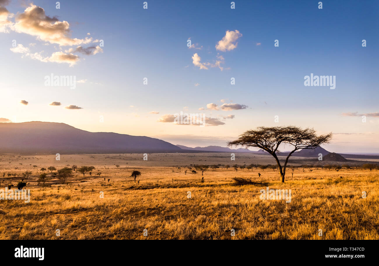 Incroyable coucher du soleil à plaines de savane à Tsavo East National Park, Kenya Banque D'Images