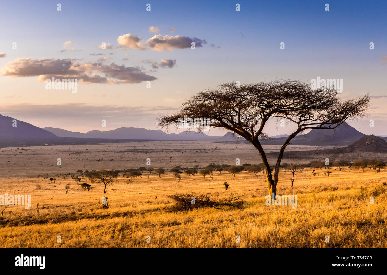 Incroyable coucher du soleil à plaines de savane à Tsavo East National Park, Kenya Banque D'Images