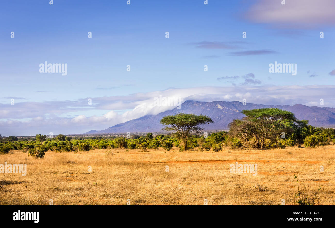 Paysage unique des plaines de savane à acacia tree au Kenya Banque D'Images