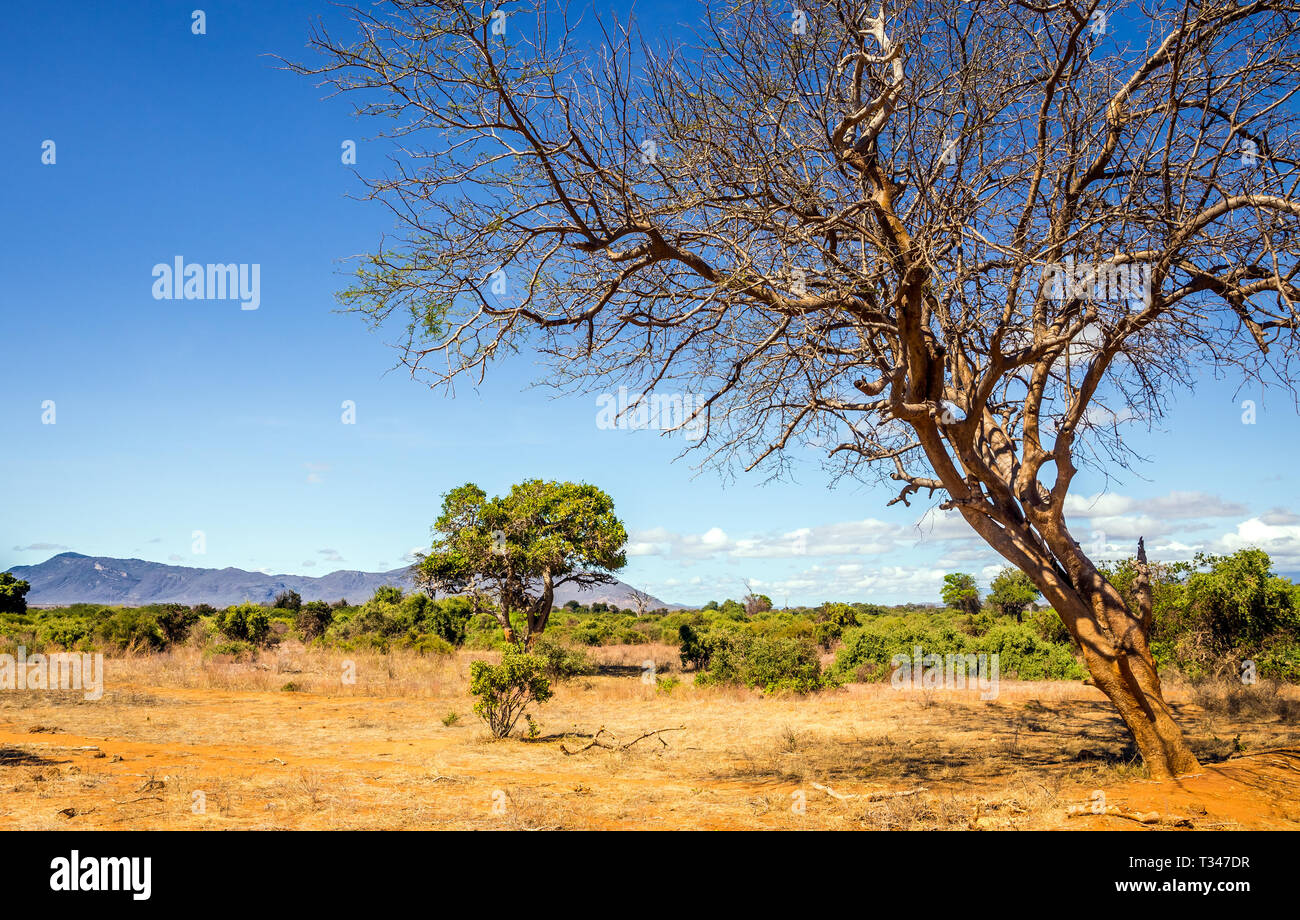 Paysage unique des plaines de savane à acacia tree au Kenya Banque D'Images