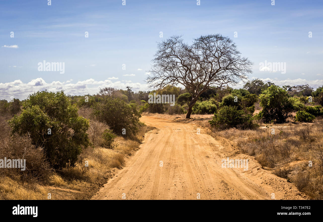 Les plaines de savane incroyable paysage et route safari au Kenya Banque D'Images