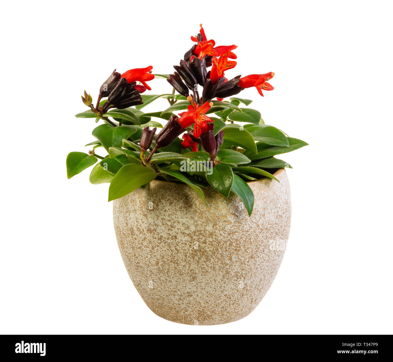 Plante en pot rouge Banque de photographies et d’images à haute ...