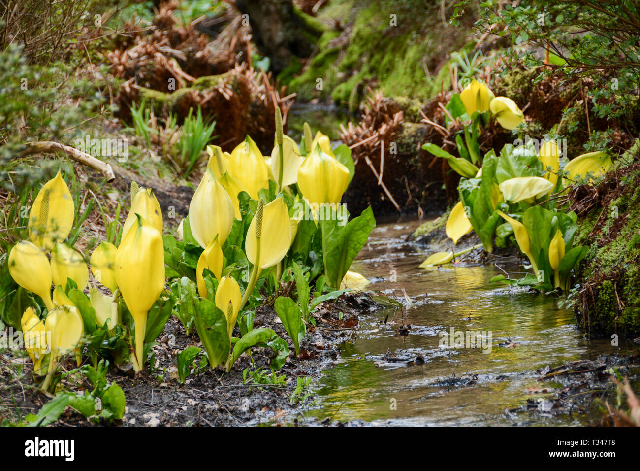 Lysichiton americanus, Grand Bog Arum ou skunk choux Banque D'Images