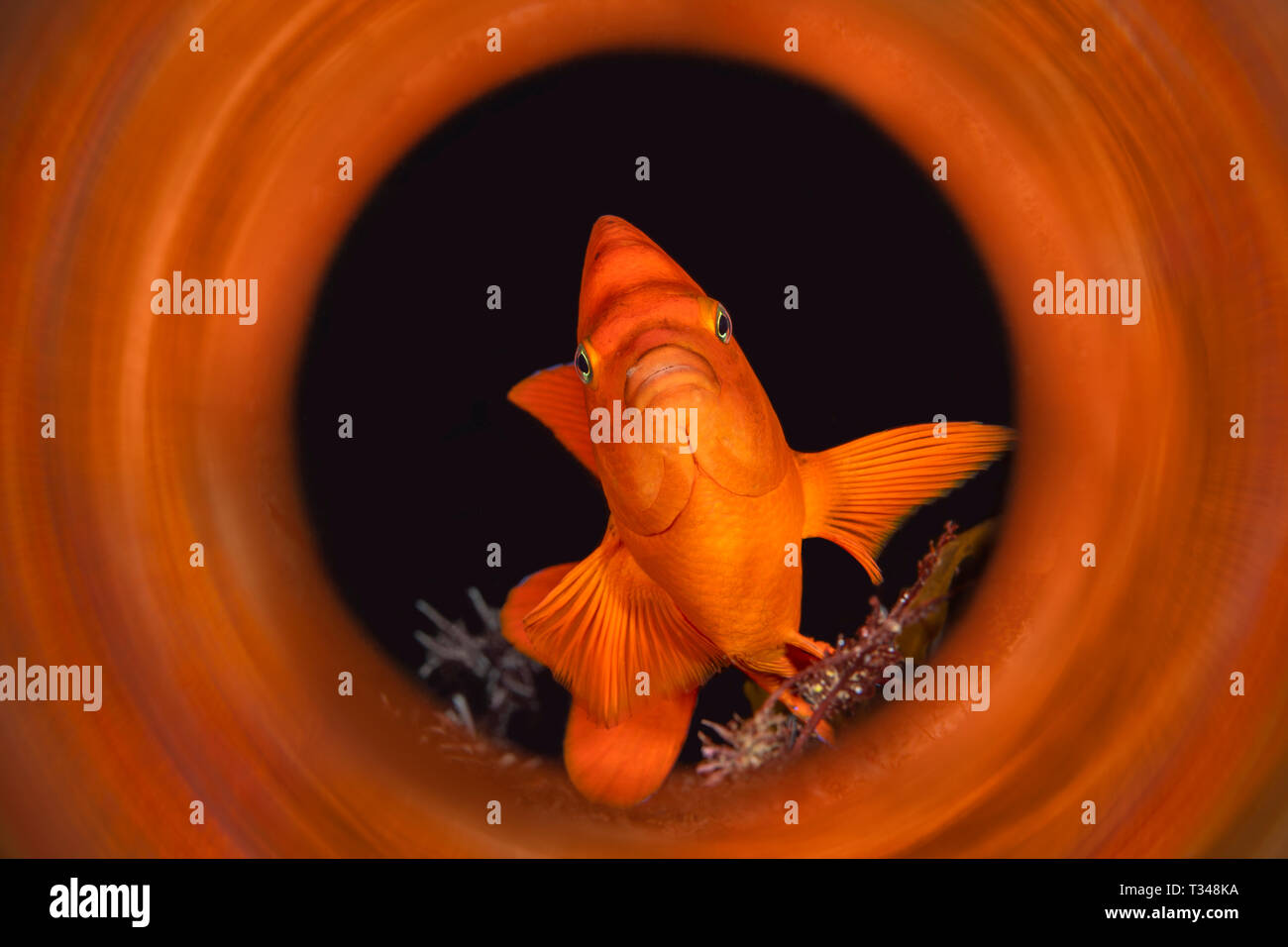 Garibaldi orange brillant tourné en avec un tube magique pour capturer les reflets de la couleur des animaux dès la sortie de l'appareil photo. Banque D'Images