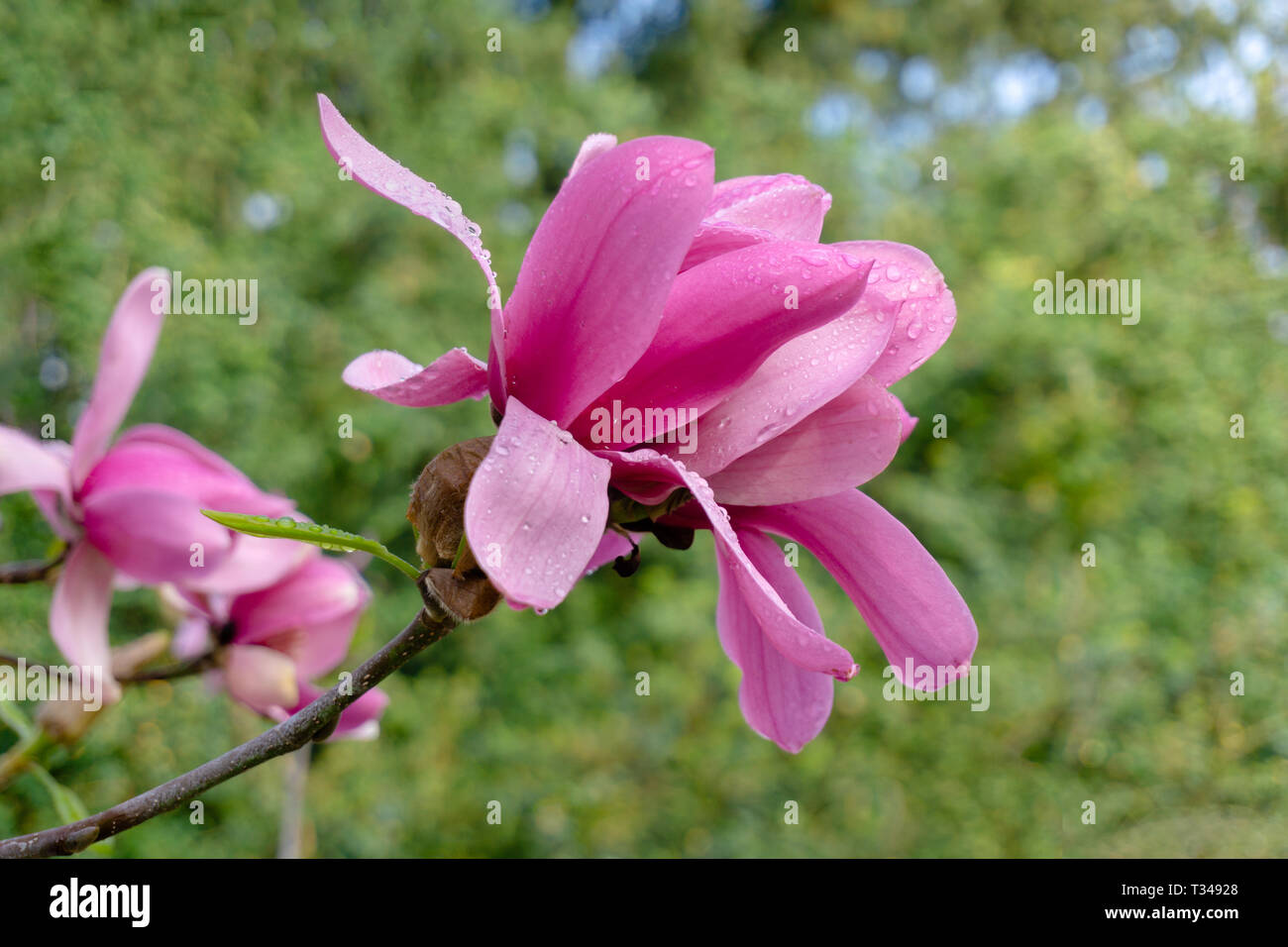 Close-up of a beautiful purple Magnolia denudata fleur avec les gouttes d'eau tôt le matin. Blossoming Mulan Magnolia. Banque D'Images