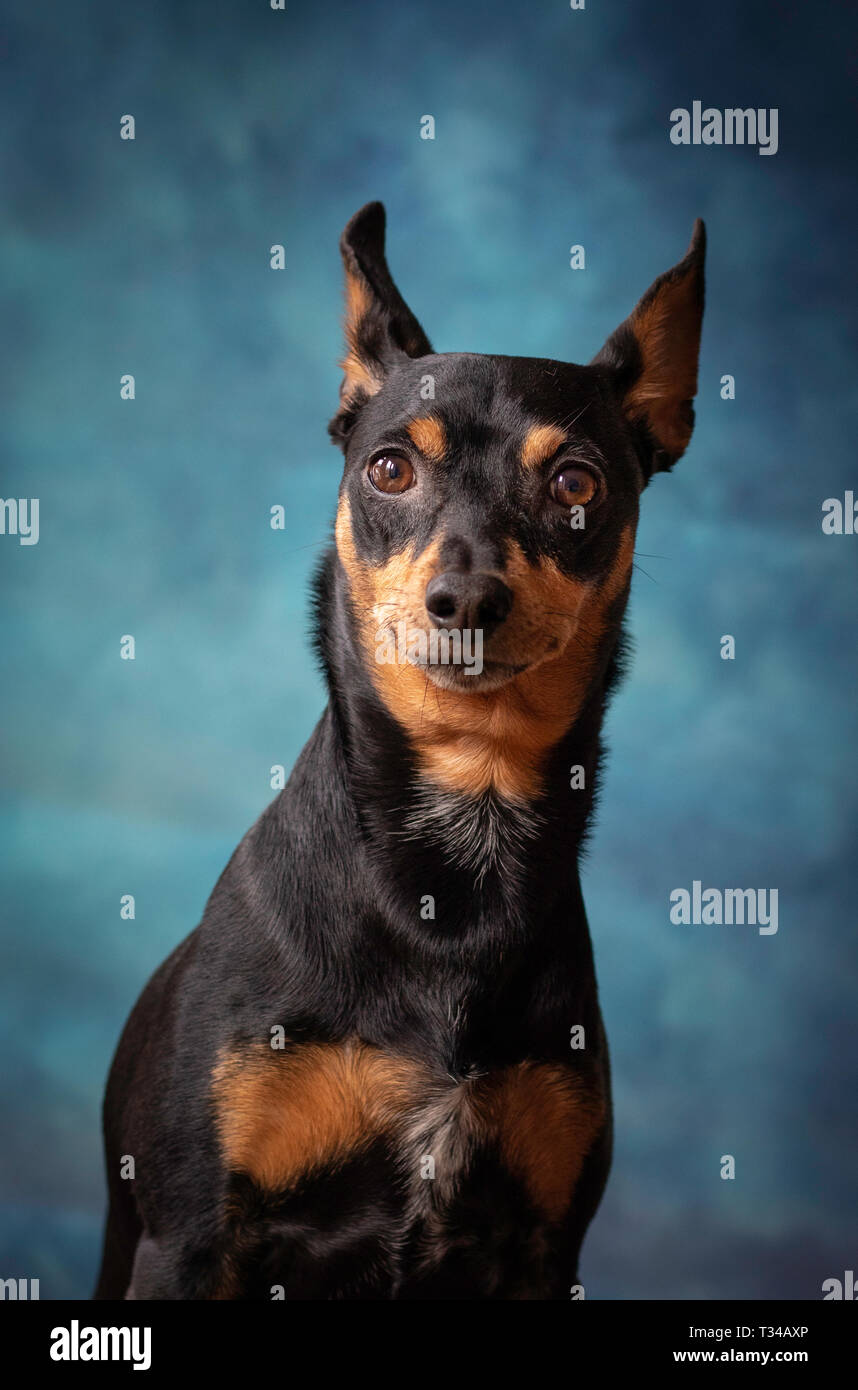 Pinscher allemand nain regarder fidèlement. Beau portrait sur fond bleu. Banque D'Images