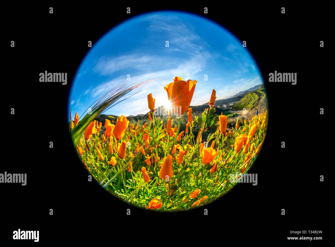 En fleurs coquelicots dynamique sur une colline à Lake Elsinore de rebondir vers la douce brise au cours d'une journée lumineuse. Banque D'Images