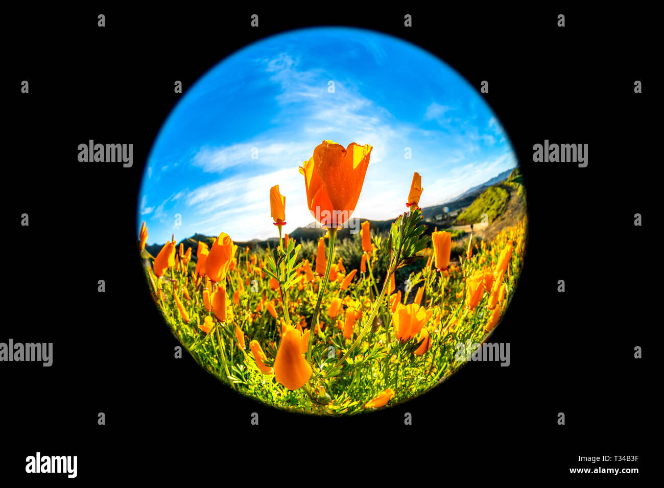 En fleurs coquelicots dynamique sur une colline à Lake Elsinore de rebondir vers la douce brise au cours d'une journée lumineuse. Banque D'Images