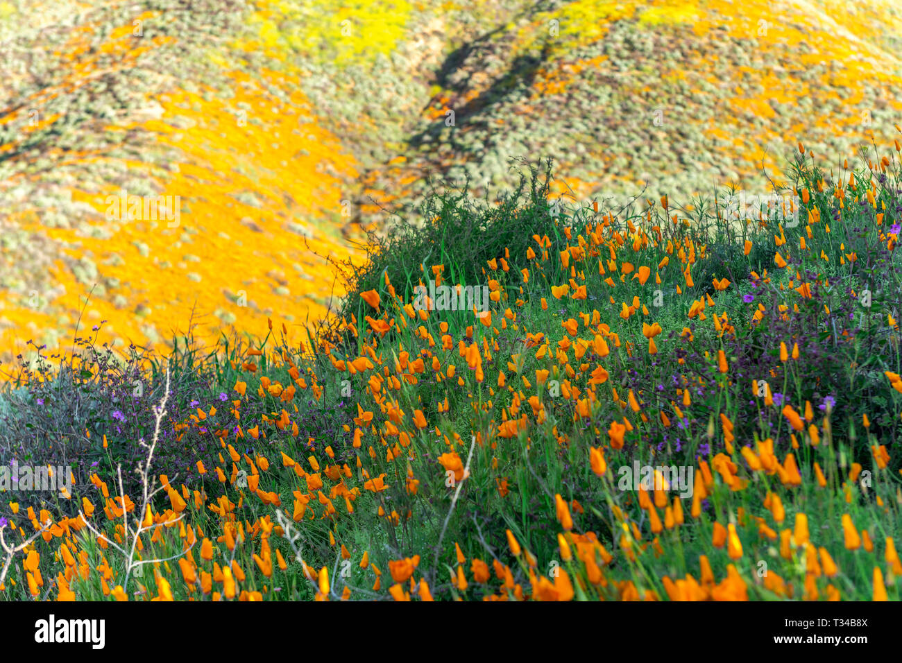En fleurs coquelicots dynamique sur une colline à Lake Elsinore de rebondir vers la douce brise au cours d'une journée lumineuse. Banque D'Images