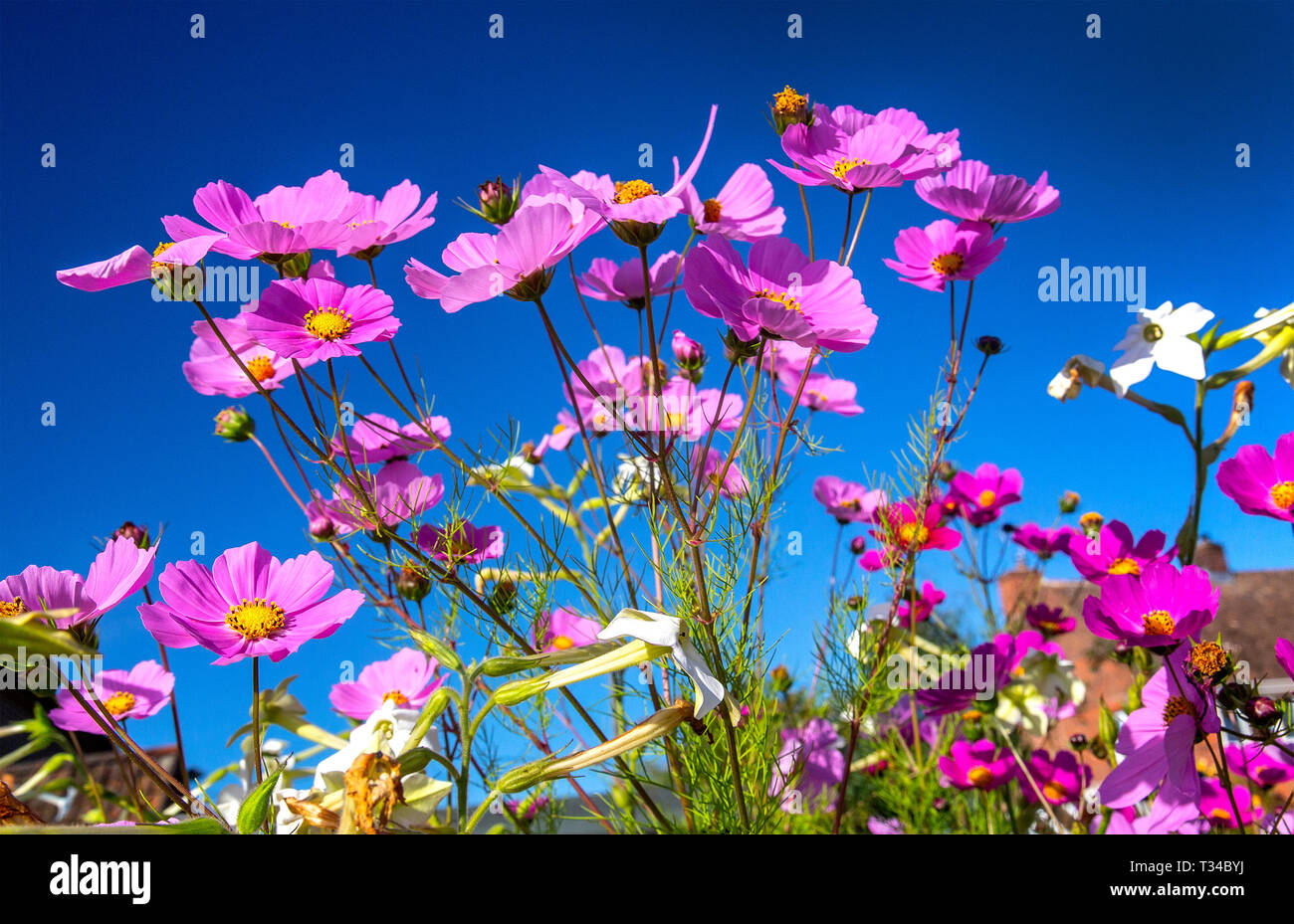 Cosmos et nicotiana fleurs contre un ciel bleu pur symbolisant la hauteur de l'été. Banque D'Images