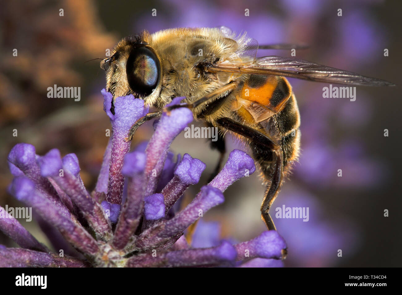 UNE ABEILLE À MIEL AVEC DES PARTIES DE BOUCHE À L'INTÉRIEUR D'UNE PETITE FLEUR DE BUDLEIA POURPRE RASSEMBLANT LE NECTAR ET MONTRANT LE DÉTAIL DE L'OEIL COMPOSÉ, LES JAMBES ET L'ABDOMEN Banque D'Images