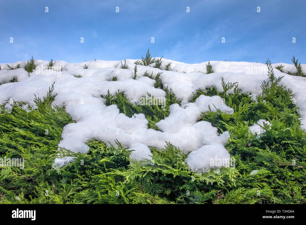 La fonte de la neige sur une couverture verte, symbolisant l'arrivée du printemps. Banque D'Images