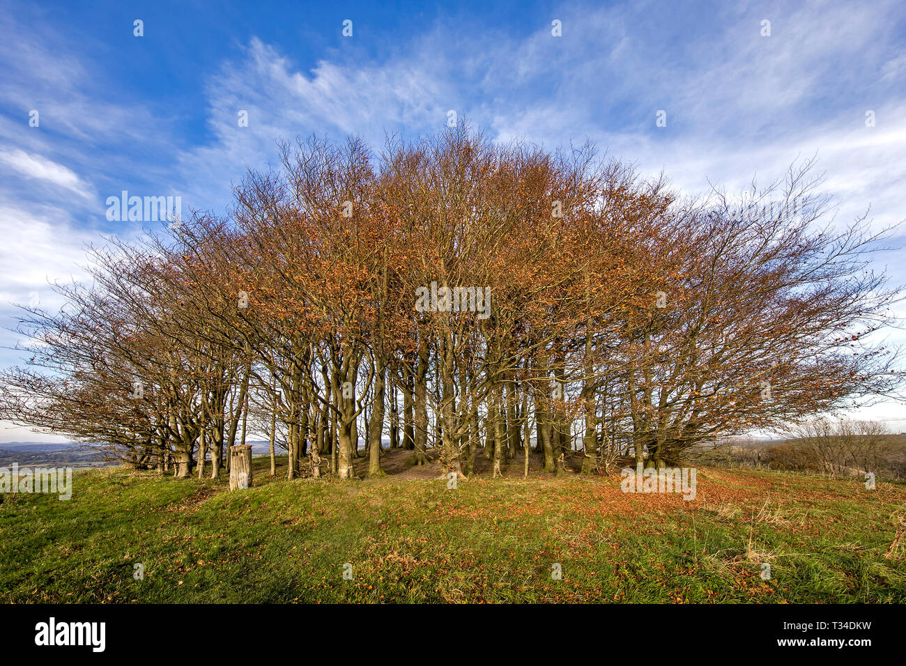 Wingreen Hill bosquet de hêtres, près de Shaftesbury, dans le Dorset. Banque D'Images