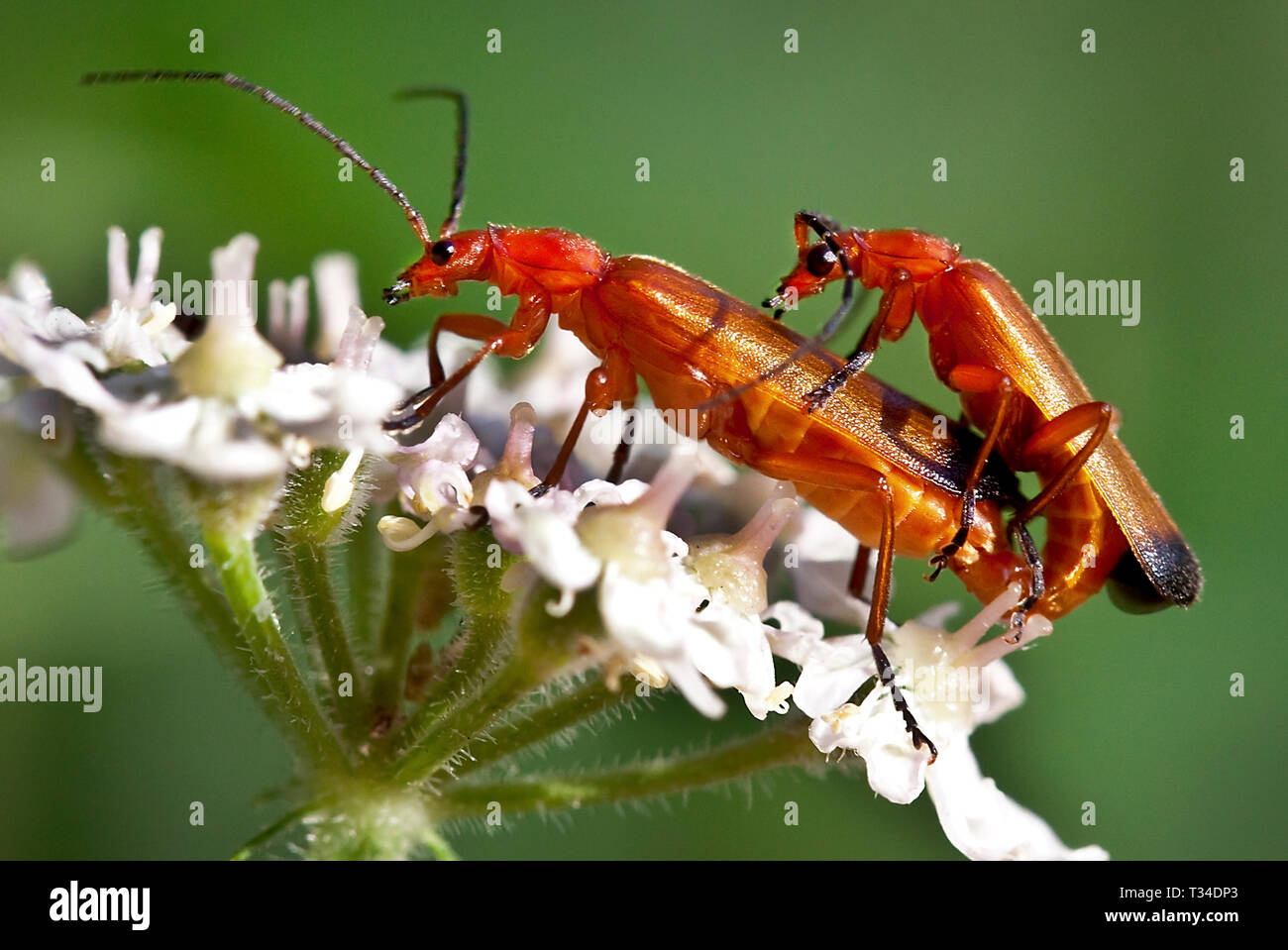 IMAGE MACRO DE DEUX COLÉOPTÈRES SOLDATS ROUGES S'ACCOUPLANT SUR UNE FLEUR DE PERSIL DE VACHE AVEC UN FOND NATUREL VERT UNI Banque D'Images