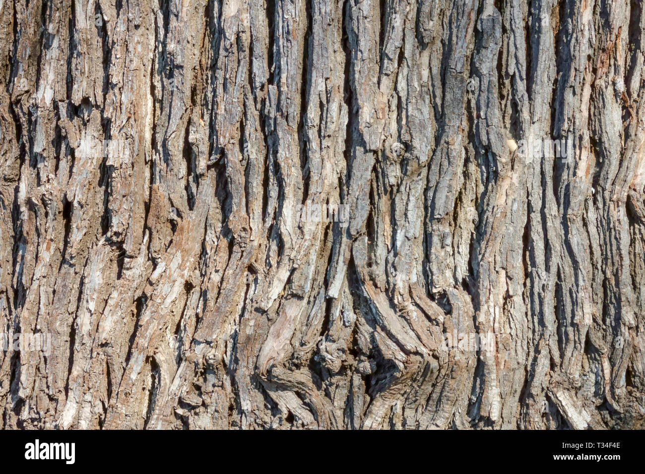 Bur Oak, Quercus macrocarpa, texture de l'écorce des arbres, tronc d'arbre Banque D'Images