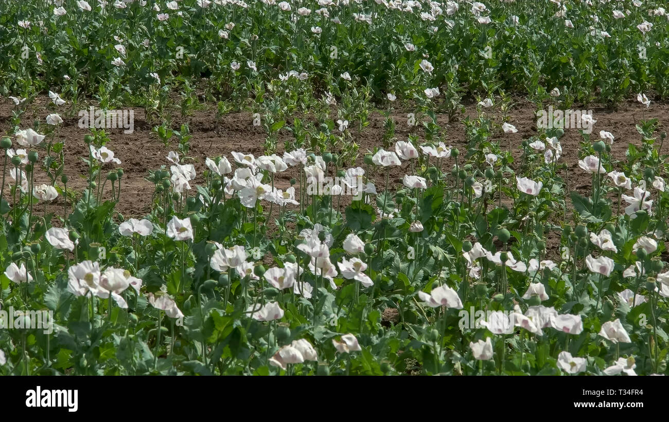 Domaine de la culture du pavot en Tasmanie, Australie Banque D'Images