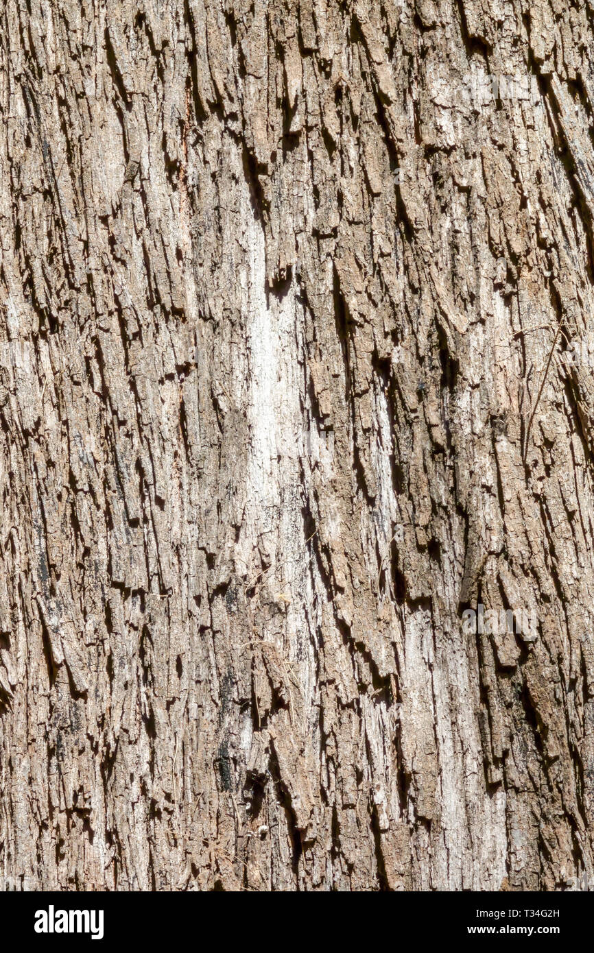 She-Oak Casuarina cunninghamiana, rivière, l'écorce des arbres, tronc d'arbre texture Banque D'Images