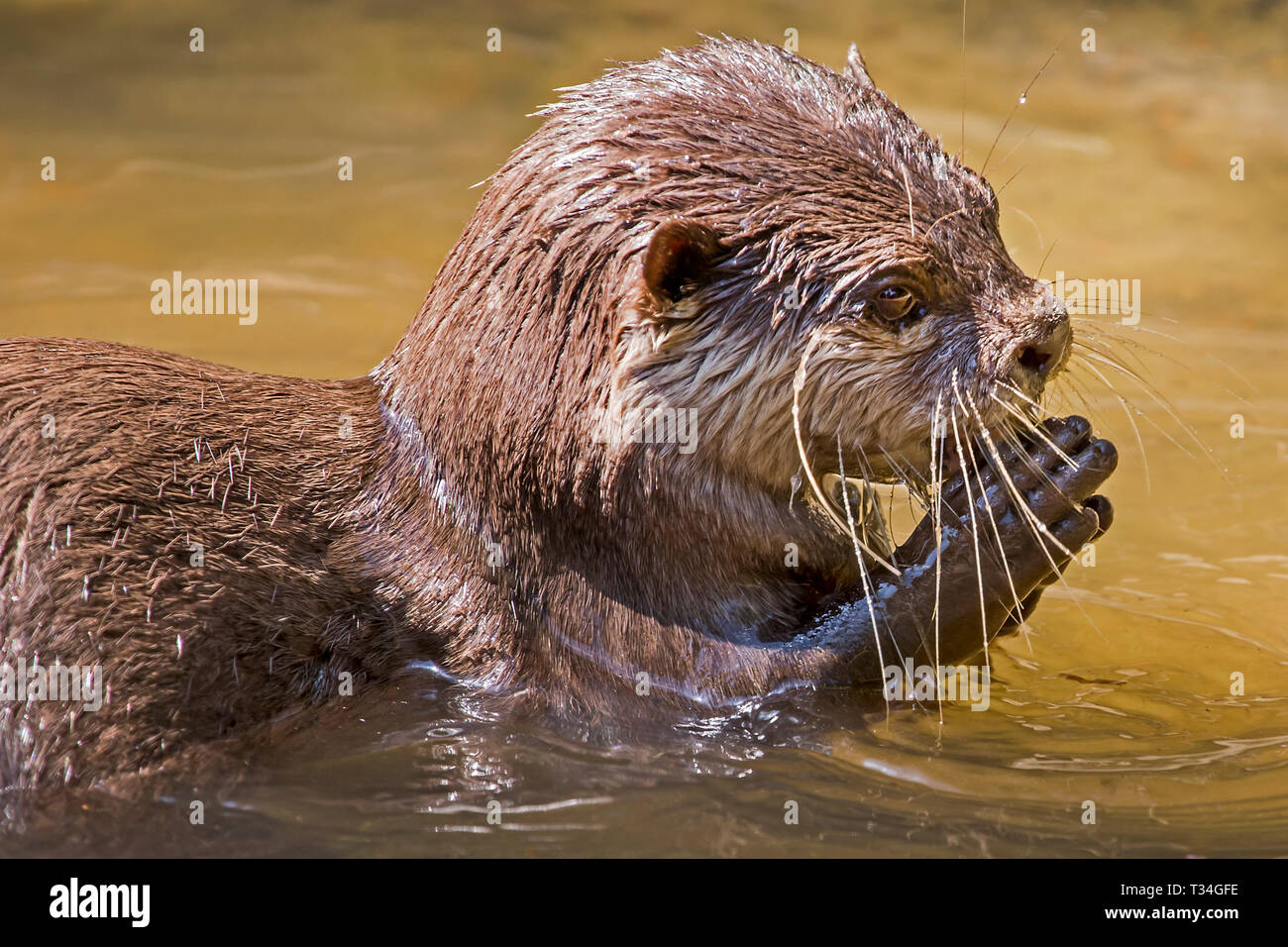 La loutre eurasienne s'arrête au milieu du repas dans l'eau boueuse, les pattes levées comme si elles mendiaient pour un seul poisson de plus. Banque D'Images