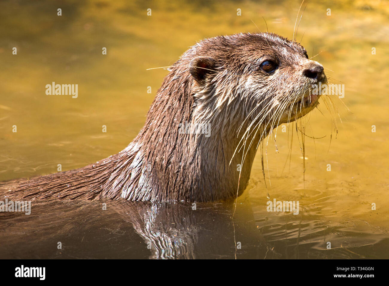 GROS PLAN D'UNE LOUTRE EURASIENNE. AVEC LA TÊTE AU-DESSUS DE L'EAU ET MONTRANT LES DÉTAILS DE LA TÊTE AVEC DES MOUSTACHES Banque D'Images