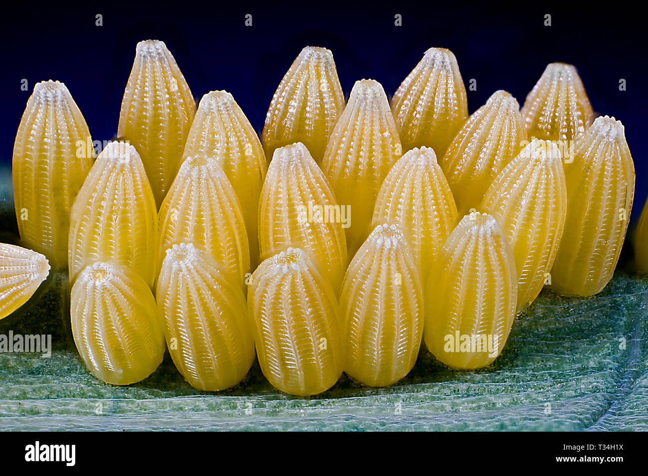 œuf d'insecte feuille Banque de photographies et d’images à haute — free download