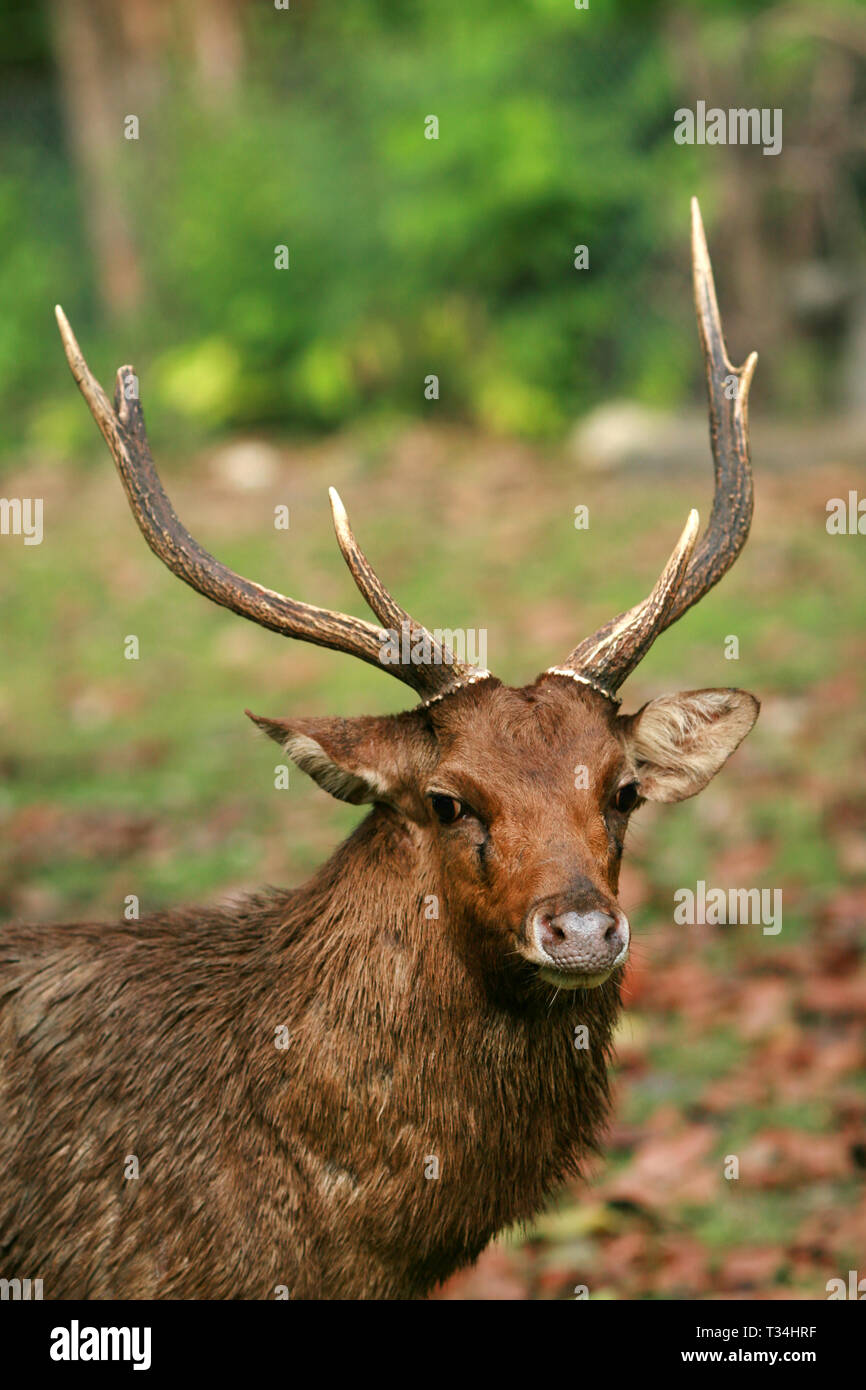 Portrait d'un cerf, Indonésie Banque D'Images