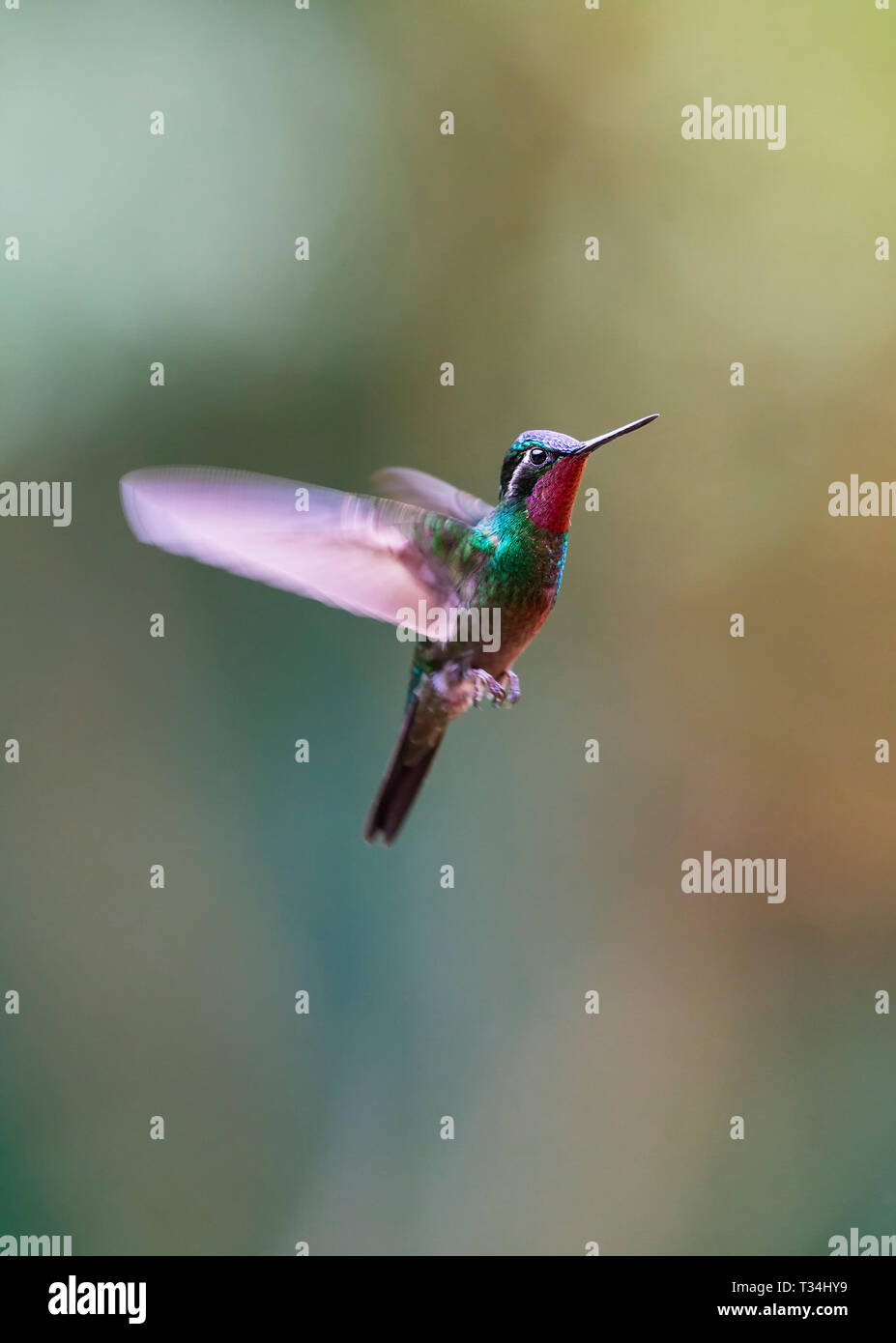 Purple-throated Hummingbird Mountain-Gem planant sur un arrière-plan propre Banque D'Images