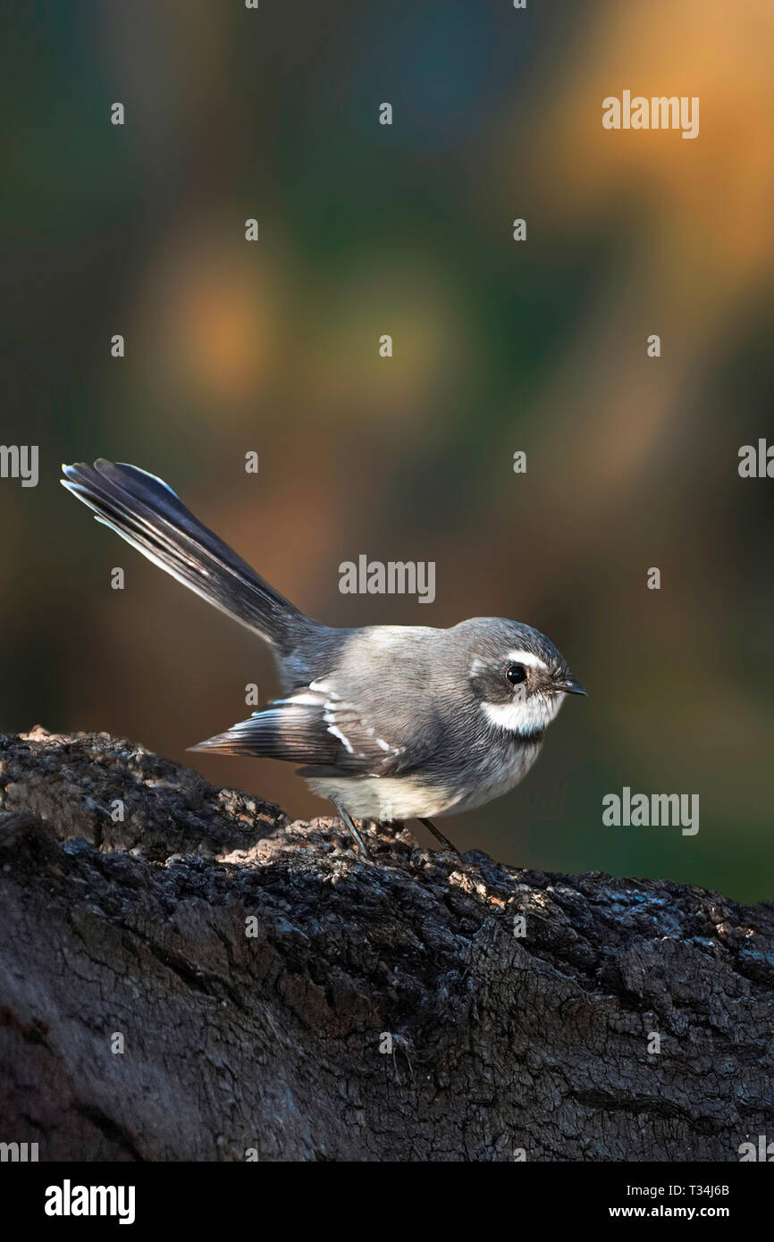 Fantail gris (Rhipidura albiscapa), Western Australia, Australia Banque D'Images