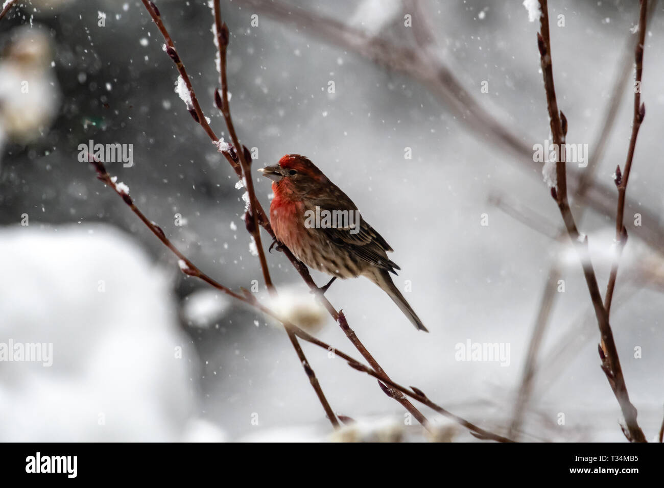 Roselin pourpré perché sur une branche dans la neige, British Columbia, Canada Banque D'Images